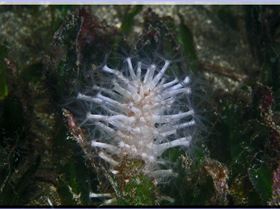 LoxPix Sub-Aqua Image