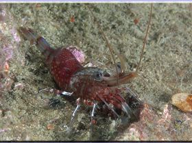 LoxPix Sub-Aqua Image