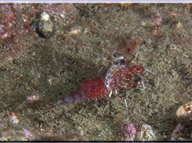 LoxPix Sub-Aqua Image