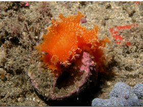 LoxPix Sub-Aqua Image