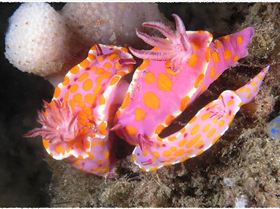 LoxPix Sub-Aqua Image