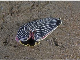 LoxPix Sub-Aqua Image