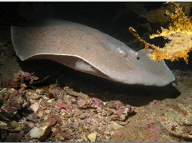 LoxPix Sub-Aqua Image