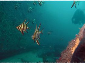 LoxPix Sub-Aqua Image