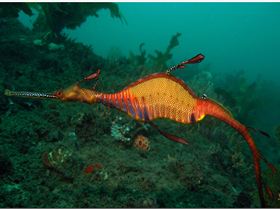 LoxPix Sub-Aqua Image