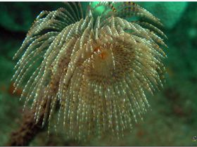 LoxPix Sub-Aqua Image