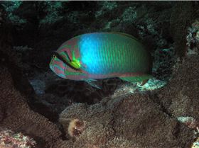 LoxPix Sub-Aqua Image