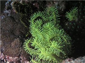 LoxPix Sub-Aqua Image