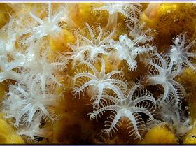 LoxPix Sub-Aqua Image