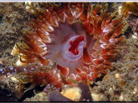 LoxPix Sub-Aqua Image