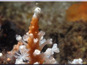 LoxPix Sub-Aqua Image