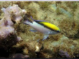 LoxPix Sub-Aqua Image