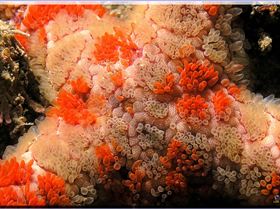 LoxPix Sub-Aqua Image