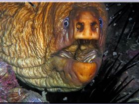 LoxPix Sub-Aqua Image