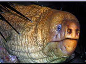 LoxPix Sub-Aqua Image