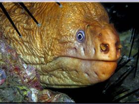 LoxPix Sub-Aqua Image