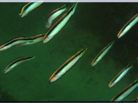 LoxPix Sub-Aqua Image