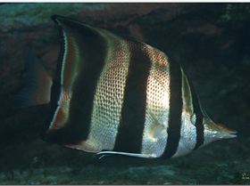 LoxPix Sub-Aqua Image