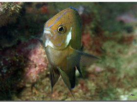 LoxPix Sub-Aqua Image