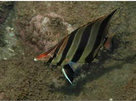 LoxPix Sub-Aqua Image