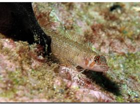 LoxPix Sub-Aqua Image