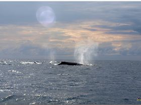 LoxPix Sub-Aqua Image