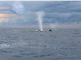 LoxPix Sub-Aqua Image