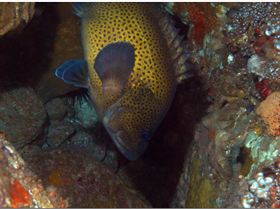 LoxPix Sub-Aqua Image