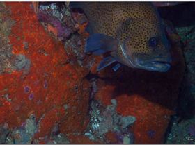 LoxPix Sub-Aqua Image