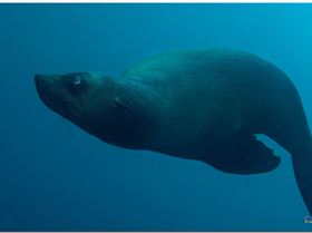 LoxPix Sub-Aqua Image