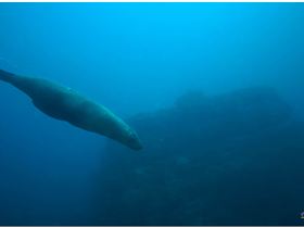 LoxPix Sub-Aqua Image