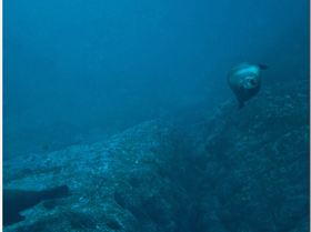 LoxPix Sub-Aqua Image