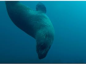 LoxPix Sub-Aqua Image