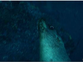 LoxPix Sub-Aqua Image