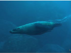 LoxPix Sub-Aqua Image