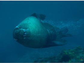 LoxPix Sub-Aqua Image