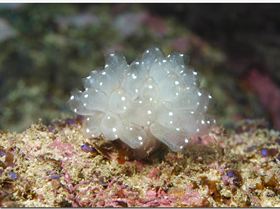 LoxPix Sub-Aqua Image