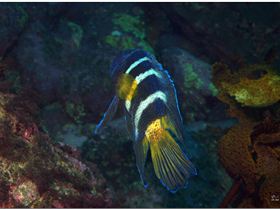 LoxPix Sub-Aqua Image