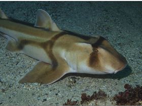 LoxPix Sub-Aqua Image