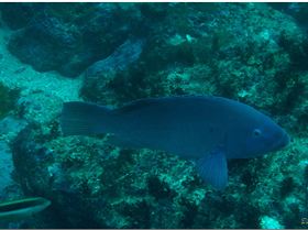 LoxPix Sub-Aqua Image