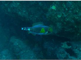 LoxPix Sub-Aqua Image