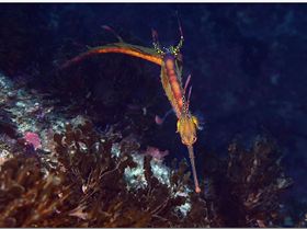 LoxPix Sub-Aqua Image