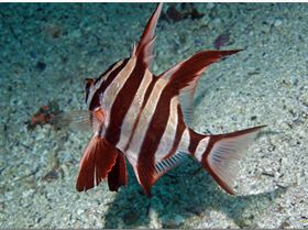 LoxPix Sub-Aqua Image