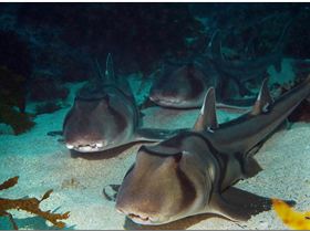 LoxPix Sub-Aqua Image