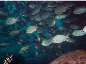 LoxPix Sub-Aqua Image