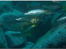 LoxPix Sub-Aqua Image