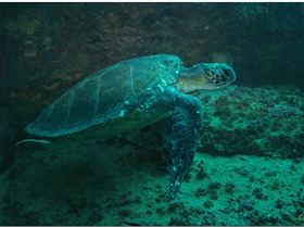 LoxPix Sub-Aqua Image