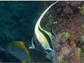 LoxPix Sub-Aqua Image