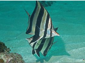 LoxPix Sub-Aqua Image