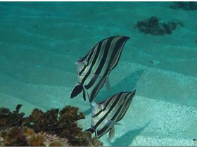 LoxPix Sub-Aqua Image